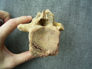 Carcharodontosaurus Wirbel