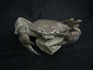 Krabbe - Archaeogeryon peruvianus