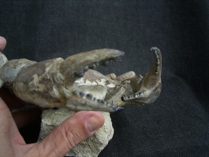 Krabbe - Archaeogeryon peruvianus
