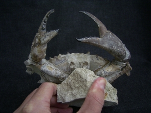 Krabbe - Archaeogeryon peruvianus