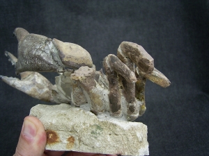 Krabbe - Archaeogeryon peruvianus