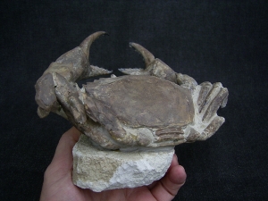Krabbe - Archaeogeryon peruvianus