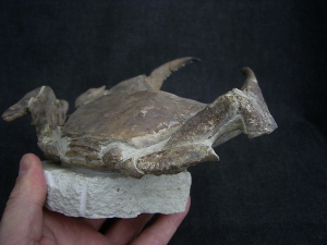 Krabbe - Archaeogeryon peruvianus