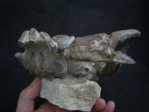 Krabbe - Archaeogeryon peruvianus