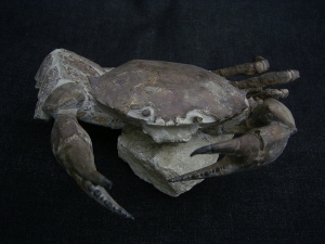 Krabbe - Archaeogeryon peruvianus