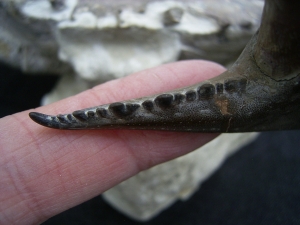 Krabbe - Archaeogeryon peruvianus
