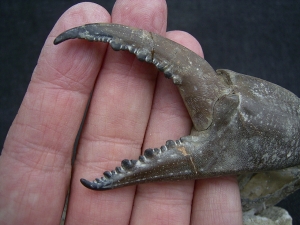Krabbe - Archaeogeryon peruvianus