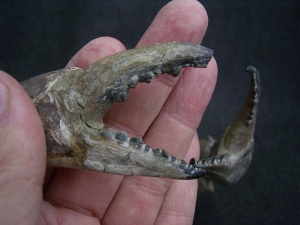 Krabbe - Archaeogeryon peruvianus