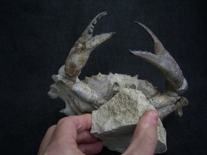 Krabbe - Archaeogeryon peruvianus