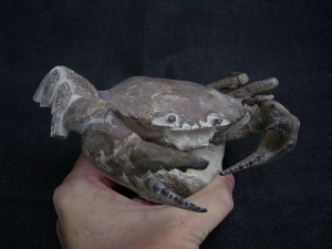 Krabbe - Archaeogeryon peruvianus