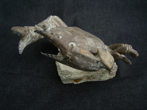 Krabbe - Archaeogeryon peruvianus