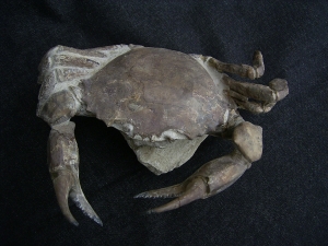 Krabbe - Archaeogeryon peruvianus