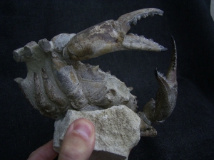 Krabbe - Archaeogeryon peruvianus