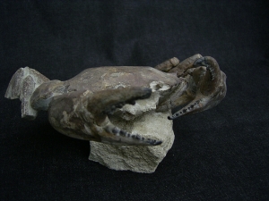 Krabbe - Archaeogeryon peruvianus