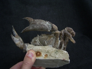 Krabbe - Archaeogeryon peruvianus