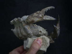 Krabbe - Archaeogeryon peruvianus