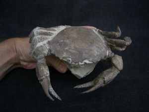 Krabbe - Archaeogeryon peruvianus