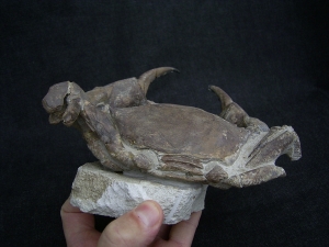 Krabbe - Archaeogeryon peruvianus