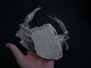 Krabbe - Archaeogeryon peruvianus