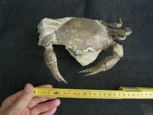 Krabbe - Archaeogeryon peruvianus