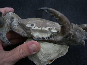 Krabbe - Archaeogeryon peruvianus