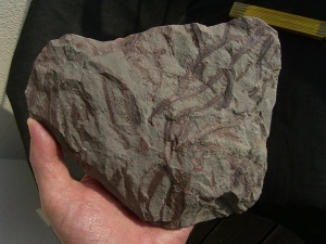 Drepanophycus spinaeformis