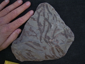 Drepanophycus spinaeformis