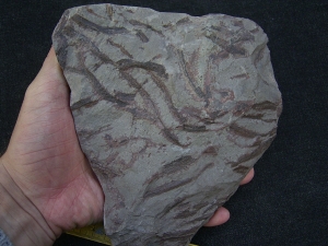 Drepanophycus spinaeformis