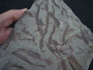 Drepanophycus spinaeformis