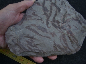 Drepanophycus spinaeformis