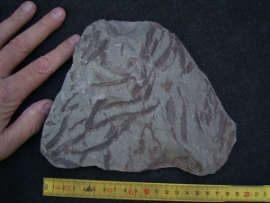 Drepanophycus spinaeformis