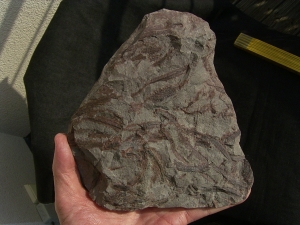 Drepanophycus spinaeformis