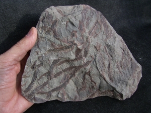 Drepanophycus spinaeformis