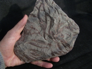 Drepanophycus spinaeformis