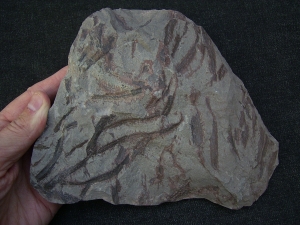 Drepanophycus spinaeformis