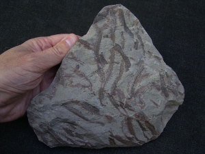 Drepanophycus spinaeformis