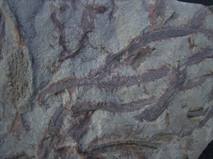 Drepanophycus spinaeformis