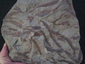 Drepanophycus spinaeformis