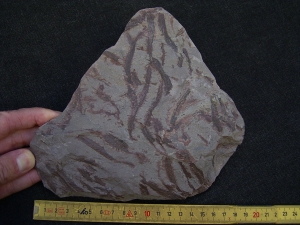 Drepanophycus spinaeformis