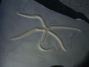 Seestern Urastella