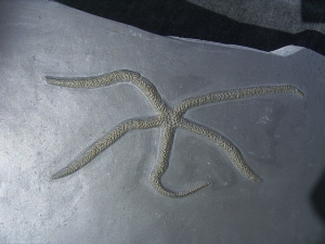 Seestern Urastella