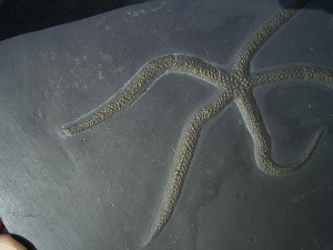 Seestern Urastella