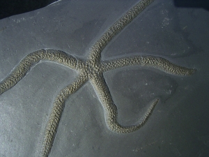 Seestern Urastella