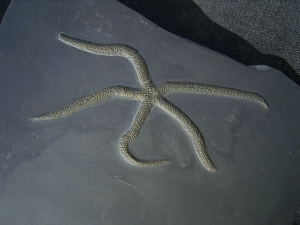 Seestern Urastella