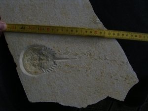 Pfeilschwanzkrebs Limulus mit Laufspur