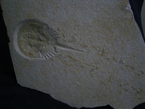 Pfeilschwanzkrebs Limulus mit Laufspur