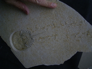 Pfeilschwanzkrebs Limulus mit Laufspur