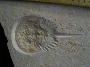 Pfeilschwanzkrebs Limulus mit Laufspur
