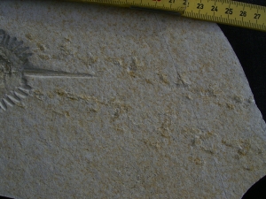 Pfeilschwanzkrebs Limulus mit Laufspur