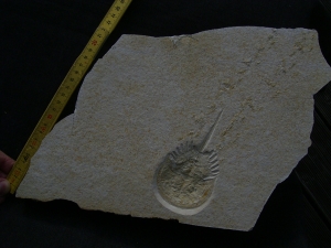 Pfeilschwanzkrebs Limulus mit Laufspur